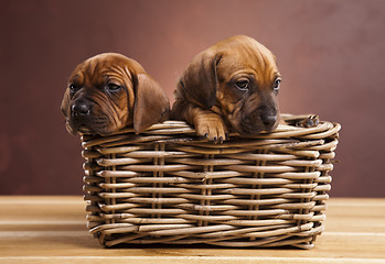 Image showing Puppies, wicker basket 