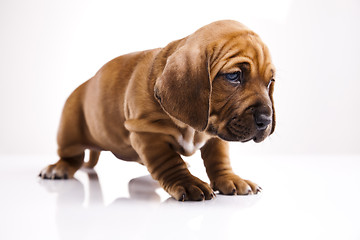 Image showing Puppy