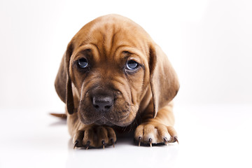 Image showing Puppy