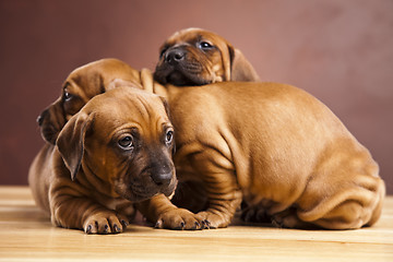 Image showing Baby dogs