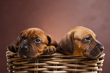 Image showing Puppies, wicker basket 