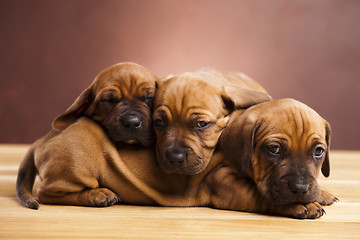 Image showing Baby dogs