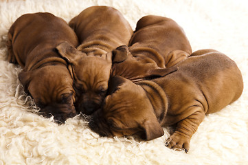 Image showing Sleepy Puppy