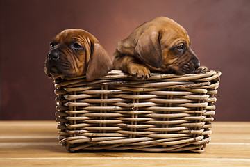 Image showing Puppies, wicker basket 