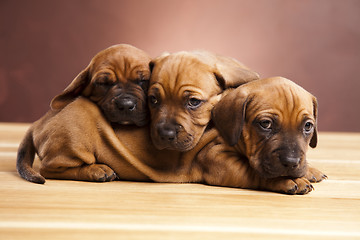 Image showing Baby dogs