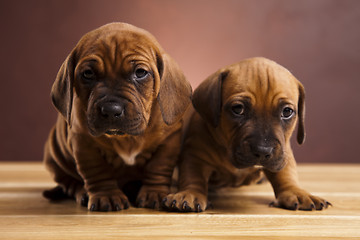 Image showing Baby dogs