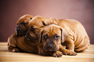 Image showing Baby dogs