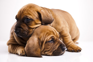 Image showing Baby dogs