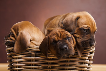 Image showing Puppies, wicker basket 