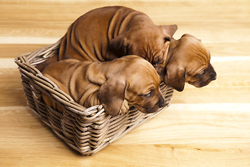 Image showing Puppies, wicker basket 