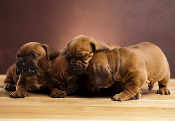 Image showing Baby dogs