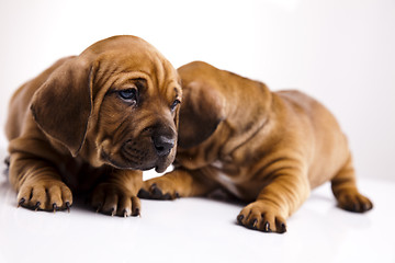 Image showing Baby dogs