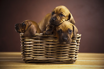 Image showing Puppies, wicker basket 