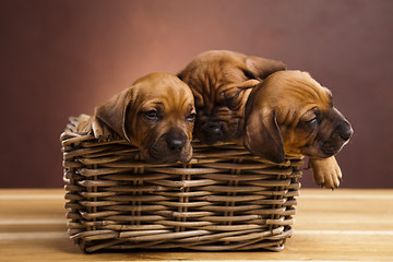 Image showing Puppies, wicker basket 