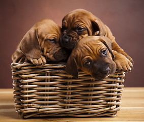 Image showing Puppies, wicker basket 