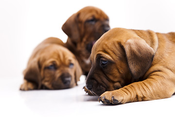 Image showing Baby dogs