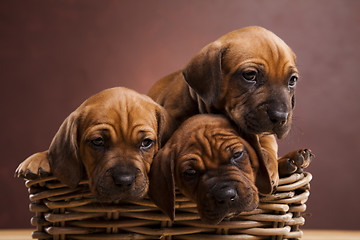 Image showing Puppies, wicker basket 