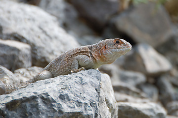 Image showing Iguana on a stone