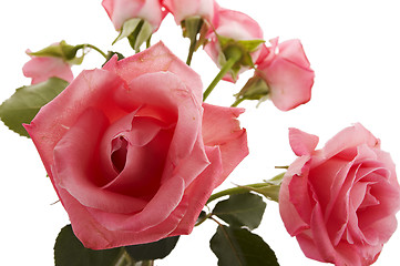 Image showing roses