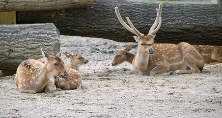 Image showing Axis deers