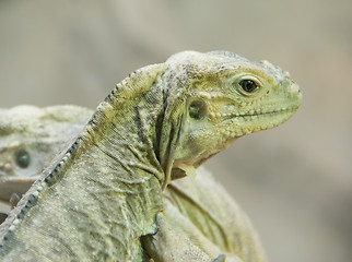 Image showing Iguana