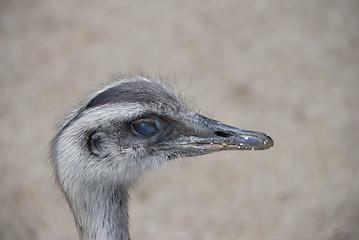 Image showing A portrait of Common rhea - vienna zoo