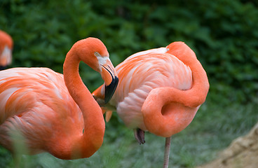 Image showing Pink flamingo