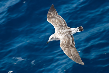 Image showing Little seagull 2