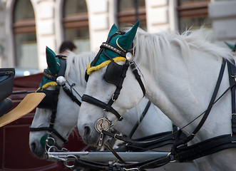 Image showing White horses