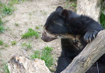 Image showing Spectacled Bear