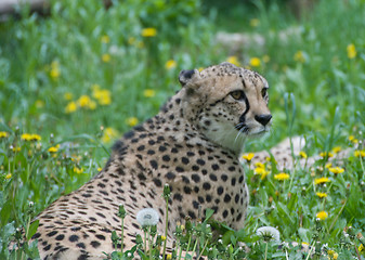 Image showing Resting cheetah