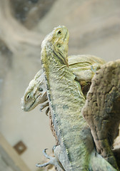 Image showing Climbing iguana