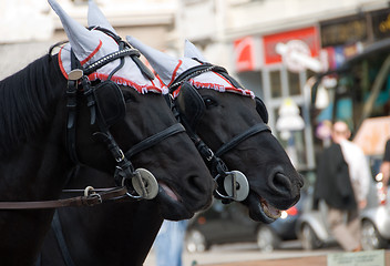 Image showing A pair of black horses