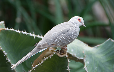 Image showing Desert dove