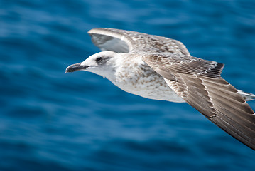 Image showing A seagull attack