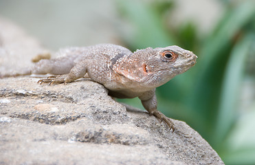 Image showing Little desert lizard