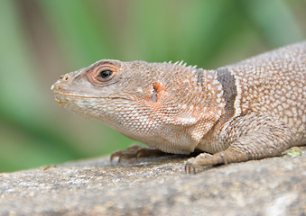 Image showing Little desert lizard in Vienna Zoo