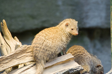 Image showing Meerkat - Suricata suricatta