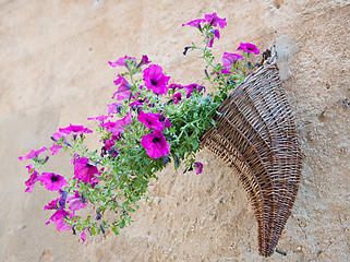 Image showing Velvet flower