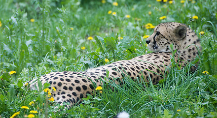 Image showing Resting cheetah - vienna zoo