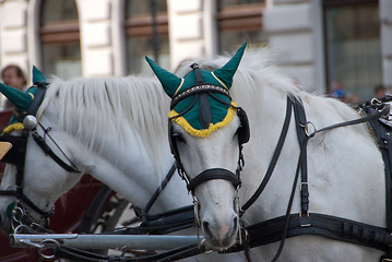 Image showing Portret of white horse