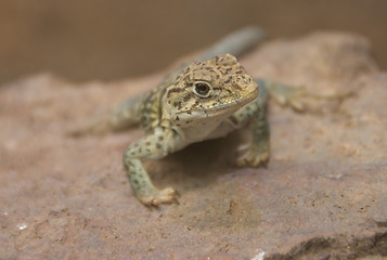 Image showing curious iguana