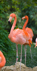 Image showing Pink flamingo