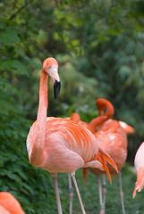 Image showing Pink flamingo