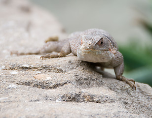 Image showing Little desert lizard in Vienna Zoo