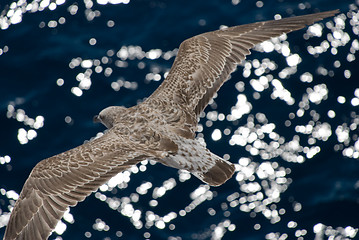 Image showing Gray seagull in flight