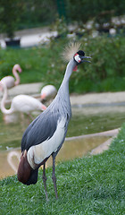 Image showing Grey Crowned-Crane vienna zoo