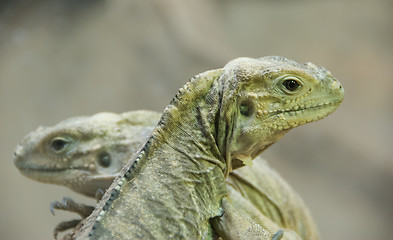 Image showing Two young iguanas