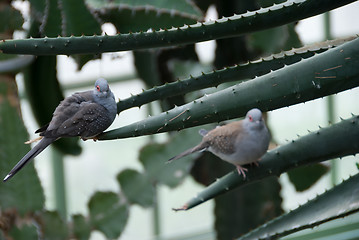 Image showing A pair of Desert doves