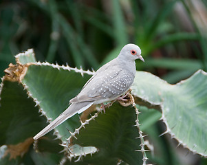 Image showing Desert dove in Vienna Zoo